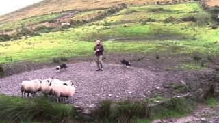 Sheep Dog Demonstration  Ireland [upl. by Sugar]