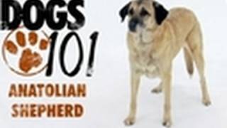 Dogs 101  Anatolian Shepherd [upl. by Krever]