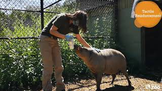 Toronto Zoo Babirusa  Action Indonesia Day [upl. by Seavir]