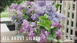 The Dirt Lilacs  The Dirt  Better Homes amp Gardens [upl. by Epillihp]