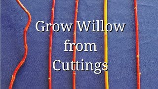 Grow WIllow from Cuttings dogwood too [upl. by Odrick511]