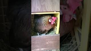 brown leghorn hen lays egg [upl. by Ninnetta]