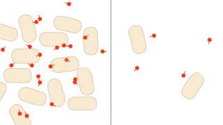 Quorum Sensing [upl. by Macdermot]