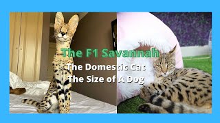 F1 Savannah Cats  Half Serval Cat amp Half Domestic Exotic Cats 2021 [upl. by Ajiak266]