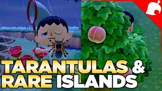 240000 of Tarantulas amp A Rare Fruit Island in 1 Night Animal Crossing New Horizons [upl. by Assener42]