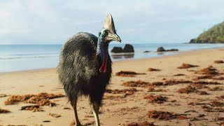 Giant Cassowaries are Modernday Dinosaurs  Seven Worlds One Planet  BBC Earth [upl. by Nesral733]