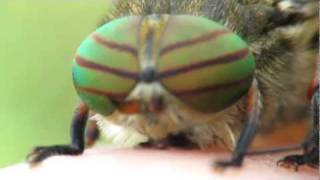 Hybomitra horsefly close up [upl. by Yentrok157]