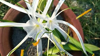 White lilyspider lilyHymenocallis Littoralis Plant care tipspropagation [upl. by Socrates]