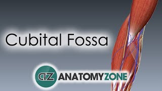 Cubital Fossa  3D Anatomy Tutorial [upl. by Ellen94]