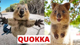 What are Quokka Animals [upl. by Claybourne600]