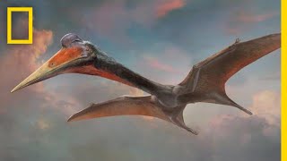 Pterosaurs 101  National Geographic [upl. by Evelunn]