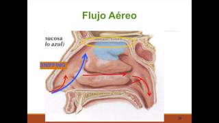 Fisiología nasal [upl. by Cyprian]