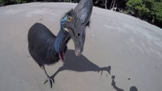 Wild Cassowary Chases Girl on the Beach [upl. by Zachery140]