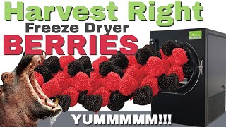 Harvest Right Freeze Dryer Raspberries and Blackberries [upl. by Harmonia]