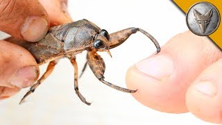 BITTEN by a GIANT WATER BUG [upl. by Frederico]