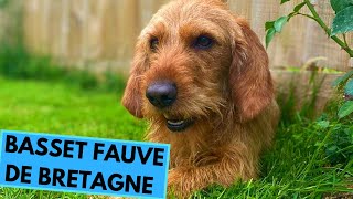 Basset Fauve de Bretagne Dog Breed  Facts and Information [upl. by Christiana634]