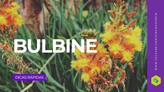 Bulbine [upl. by Arag550]