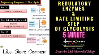 Regulatory Enzymes and Rate Limiting Step of Glycolysis  5 Minutes [upl. by Bandler981]