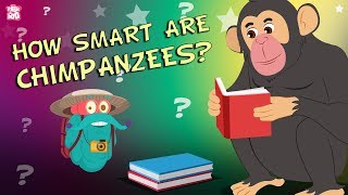 How Smart Are Chimpanzees  The Dr Binocs Show  Best Learning Videos For Kids  Peekaboo Kidz [upl. by Bonne952]