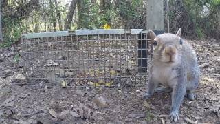 Trapping an Eastern Gray Squirrel [upl. by Ecela]