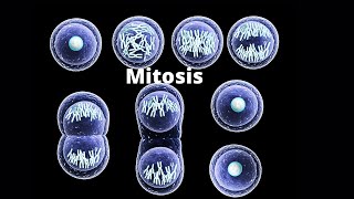 Mitosis  How one Cell becomes two [upl. by Nanreit]