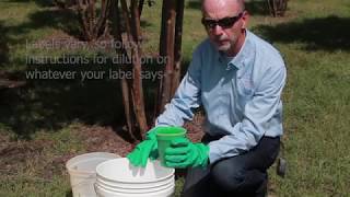 How to treat for crapemyrtle bark scale [upl. by Imhskal]