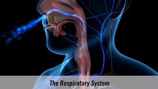 The Human Respiratory System Explained [upl. by Etti]