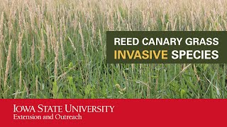 Reed Canary Grass Invasive Species [upl. by Sigsmond]