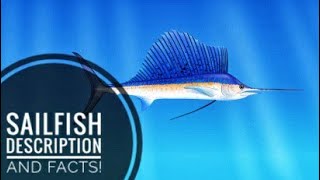 Sailfish  Description and Facts [upl. by Wilcox]