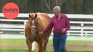 Burkes Backyard American Quarter Horse Road Test [upl. by Howes682]