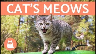 Cats Meows and What They Mean [upl. by Eerised]