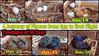 Egg to First Flight A journey of Pigeon  50 day timelapse Pigeon Egg Hatching  Glimpse of Nature [upl. by Ania929]