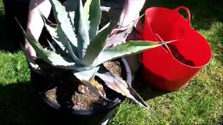 Repotting a neglected Agave [upl. by Sylvanus]