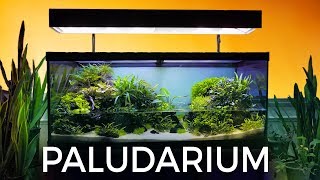 Guided Tour of this Stunning Paludarium [upl. by Persis64]