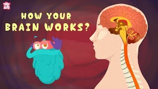 How Your Brain Works  The Dr Binocs Show  Best Learning Videos For Kids  Peekaboo Kidz [upl. by Iruahs]