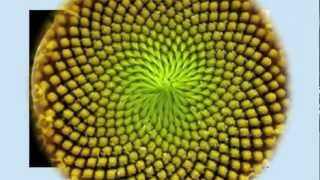 Fibonacci Numbers Numbers in Nature [upl. by Neumeyer11]