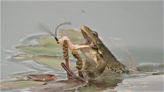 Frosch frisst Kleinlibelle  Frog eats damselfly [upl. by Sihun255]