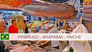 PIRARUCU  ARAPAIMA  PAICHE [upl. by Eyla]