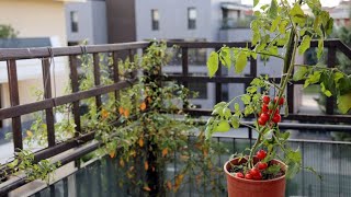 Tomateras para jardineras en balcones  Bricomanía  Jardinatis [upl. by Leber]