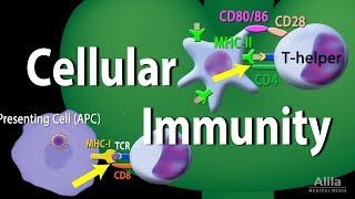 Cellular Immunity  Adaptive Immunity part 1 Animation [upl. by Mauchi]