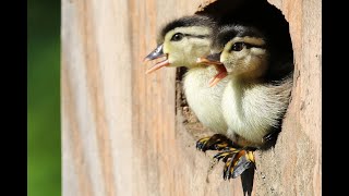 Wood Duck Ducklings Jump From Nest Box 2020 [upl. by Ociredef]