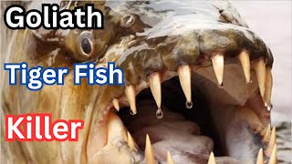 The Goliath Tiger Fish [upl. by Drews]