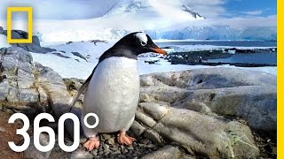 360° Antarctica  Journey Through The Ice  National Geographic [upl. by Silverts]