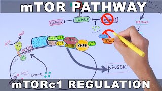 mTOR Pathway and its Regulation [upl. by Mccandless]