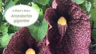 A Plants Story Aristolochia gigantea [upl. by Eentrok557]