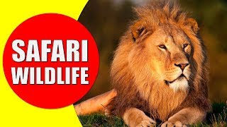 AFRICAN SAFARI WILDLIFE  Safari Visit for African Animals Documentary [upl. by Donadee395]