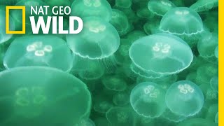 Jellyfish A Success Story  Nat Geo Wild [upl. by Isolt]