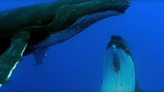 Two Beautiful Humpback Whales Dance  Animal Attraction  BBC Earth [upl. by Wald]