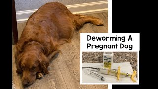 Deworming Pregnant Dog [upl. by Pokorny]