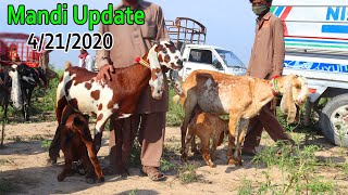 Sahiwal Desi Nasal Ki Bakriyan Aur Bakray For Sale  Latest Update Sahiwal Bakra Mandi 4212020 [upl. by Maidie106]